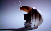 Post image for The Snail Survives: Highlights from the Moving Image Fair