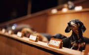 Post image for SLIDESHOW: The Dachshund UN at Harbourfront