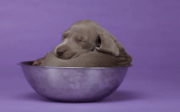 Post image for William Wegman’s First-Ever GIF Needs A Title